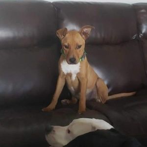 Meet your Posher, Amber